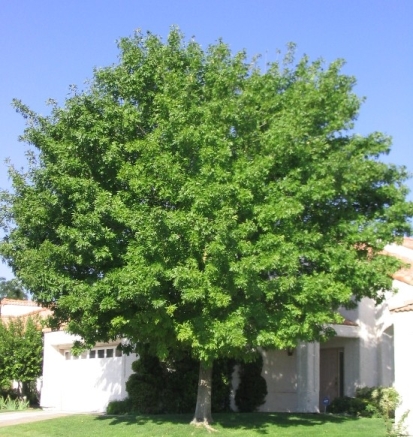 Green Ash Shade Tree