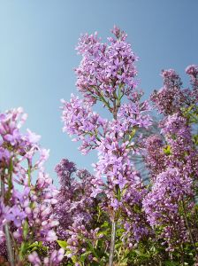 Purple Lilac Bush
