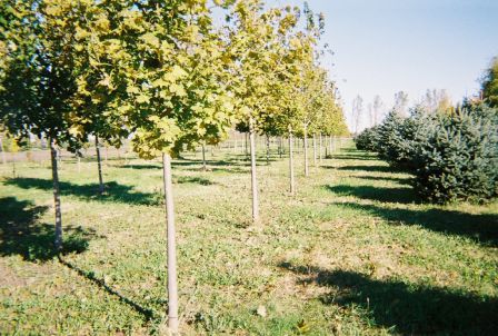 Bulfer Tree Farm